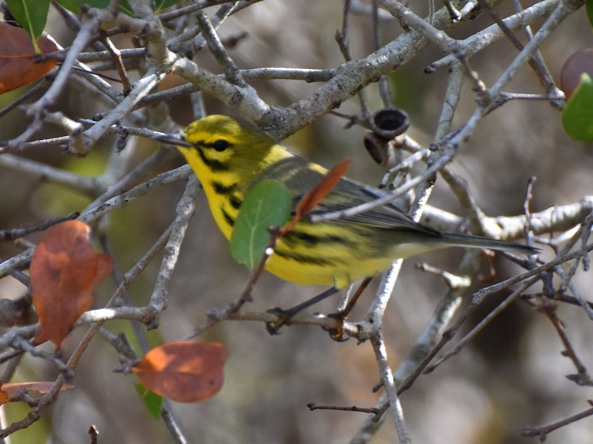 Prairie Warbler - ML83536861