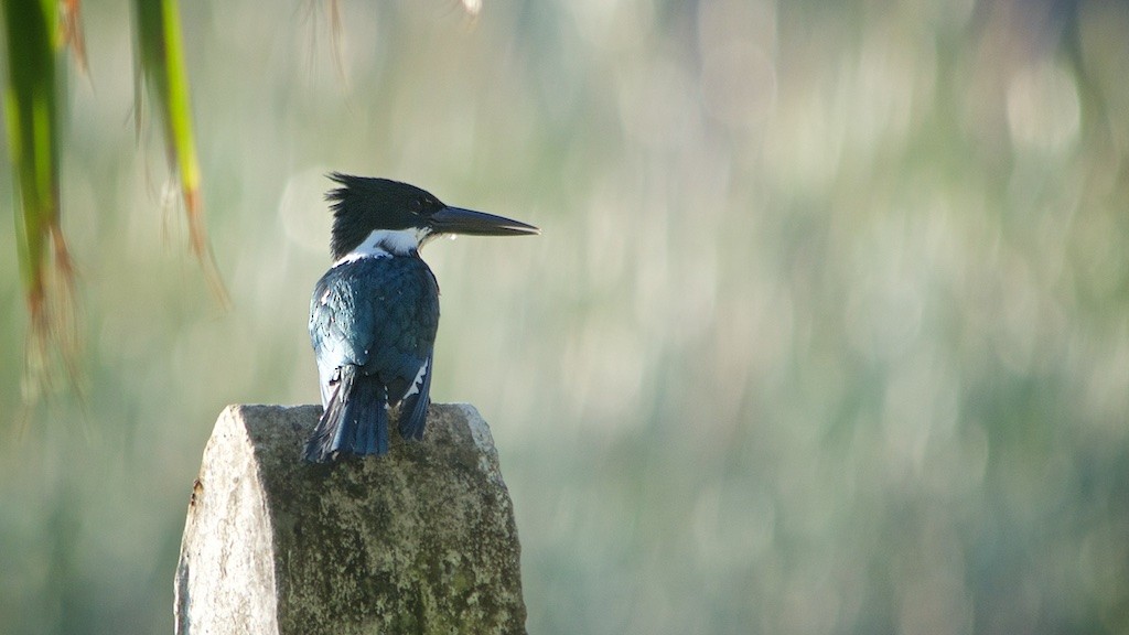 Amazon Kingfisher - ML83537621