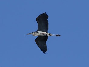 Great Blue Heron - ML83538441