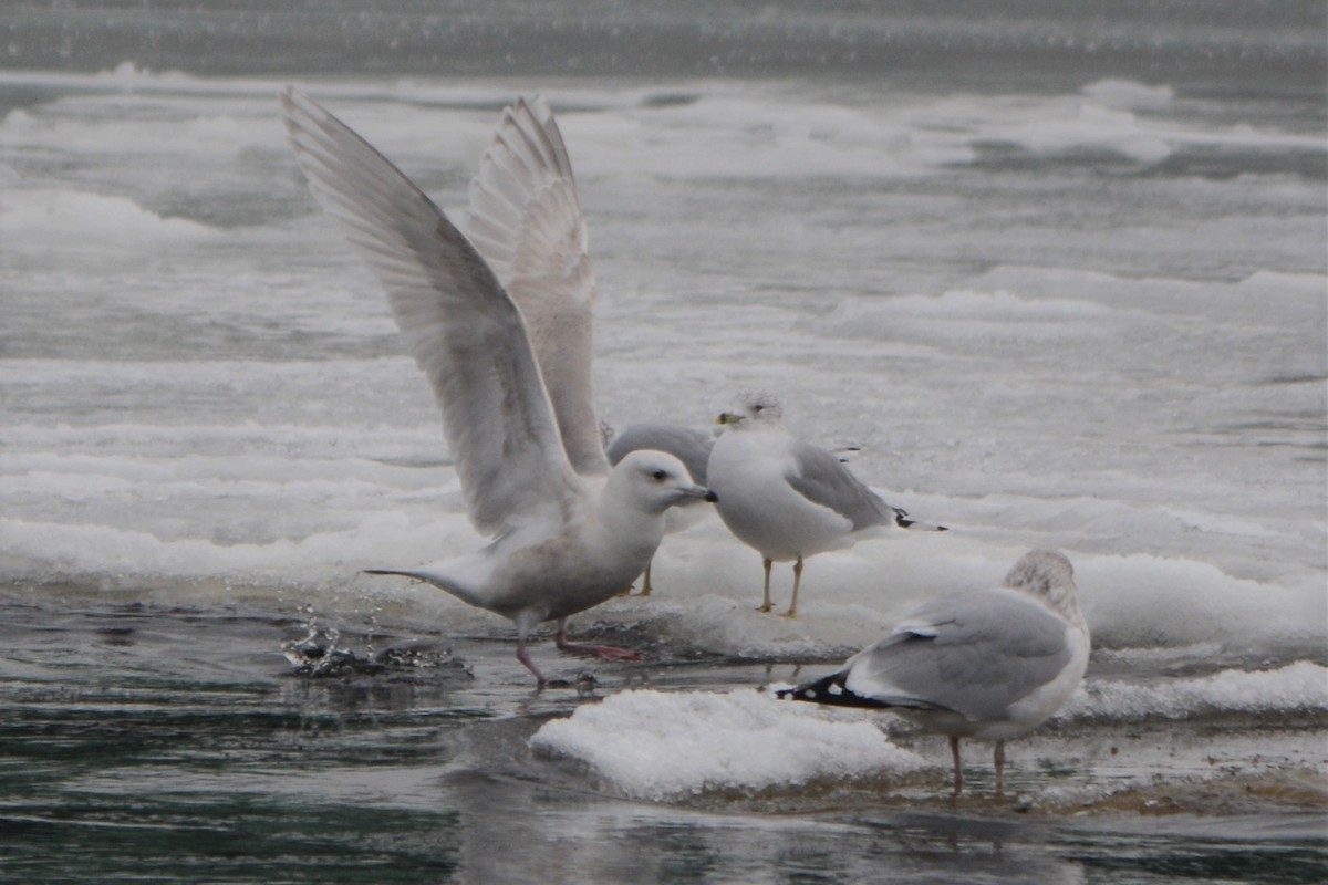 Goéland arctique - ML83538501