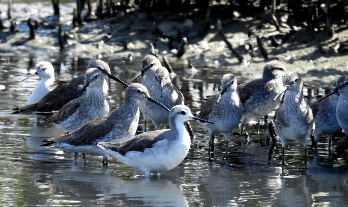 Stilt Sandpiper - ML83539081