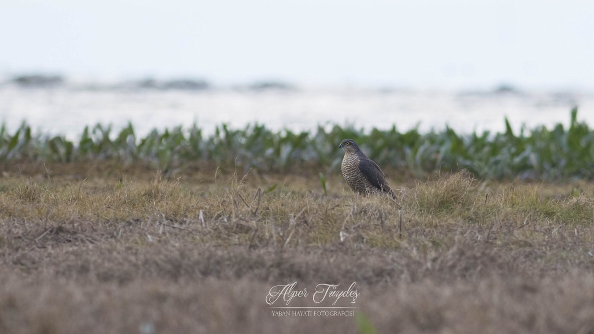 Eurasian Sparrowhawk - ML83539721