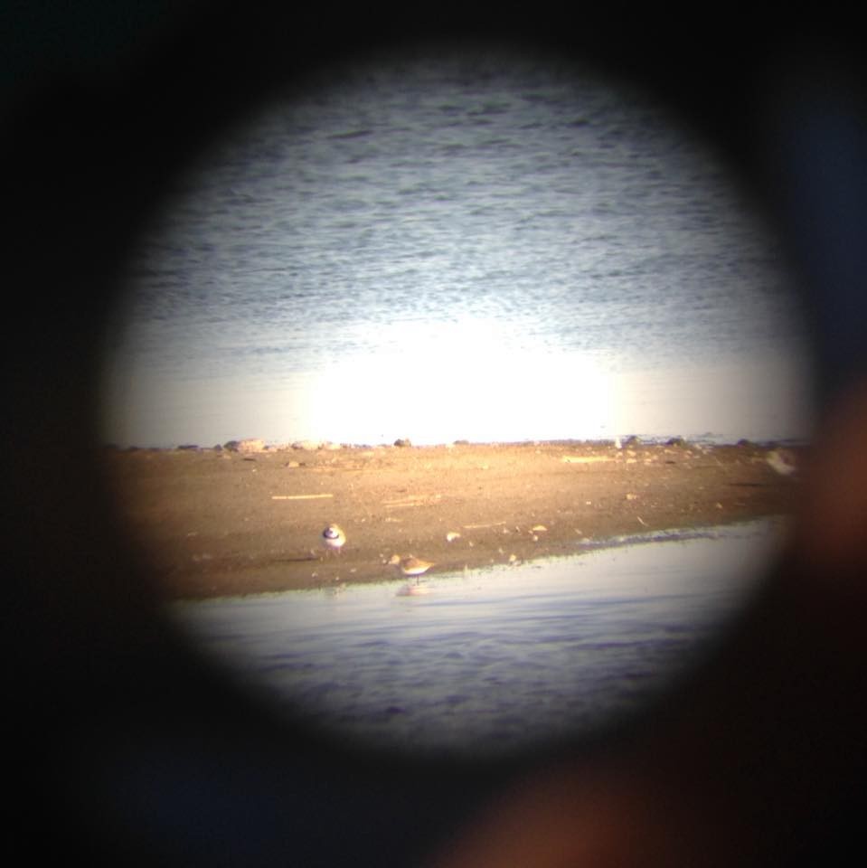 Piping Plover - ML83540281