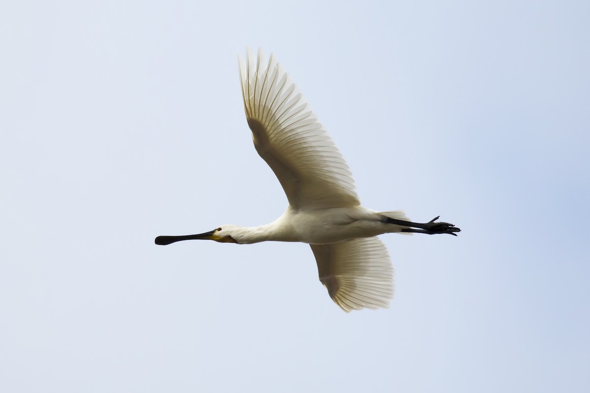 Eurasian Spoonbill - Panayotis Pantzartzidis