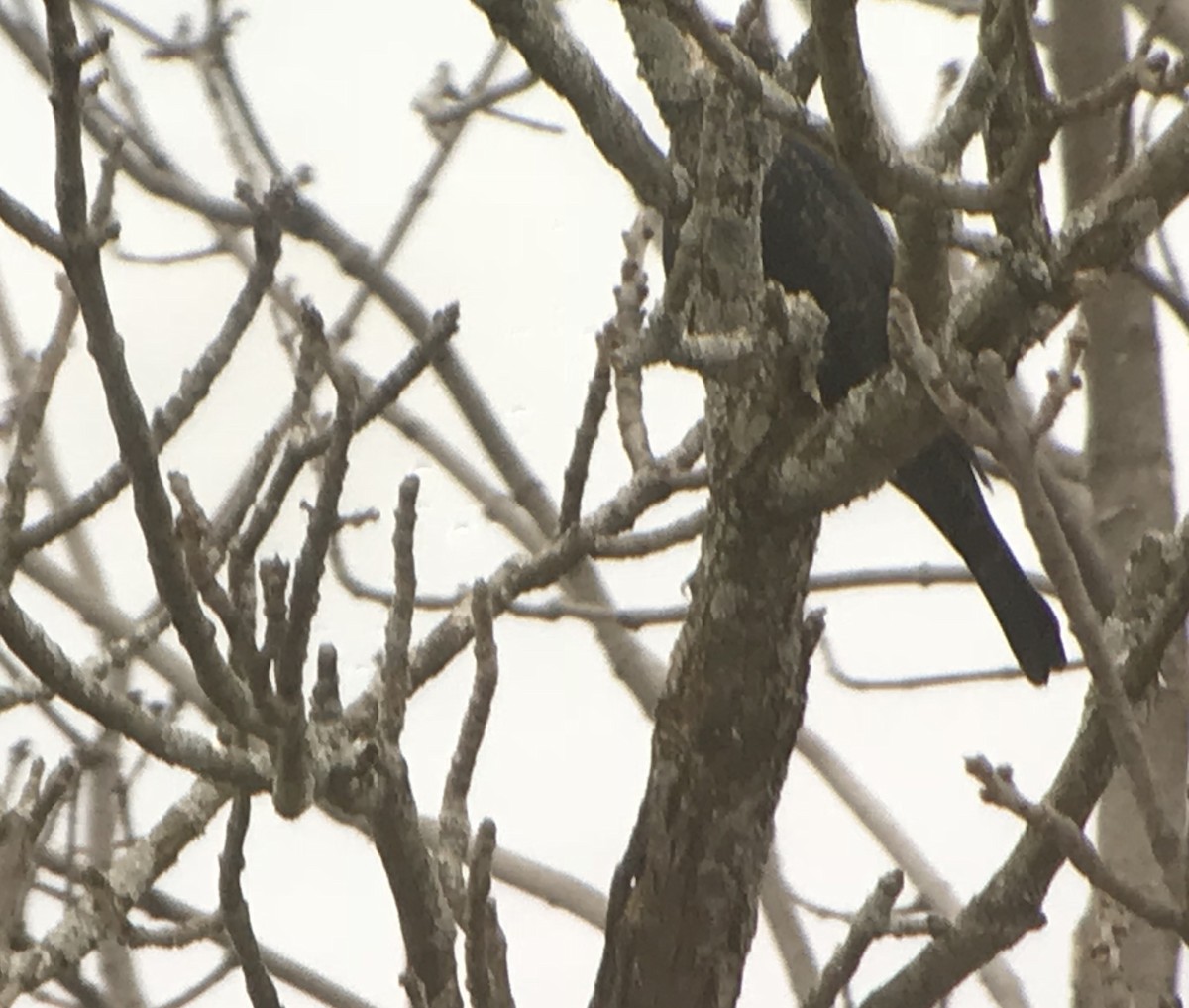 Rusty Blackbird - ML83541341