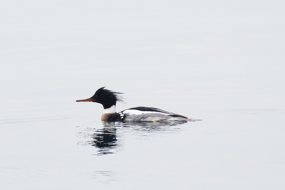 Red-breasted Merganser - ML83541461