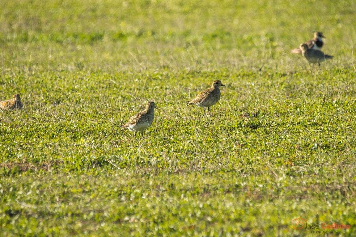 European Golden-Plover - ML83542171