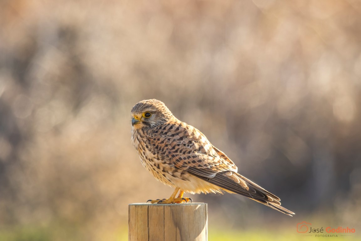 Eurasian Kestrel - ML83542281