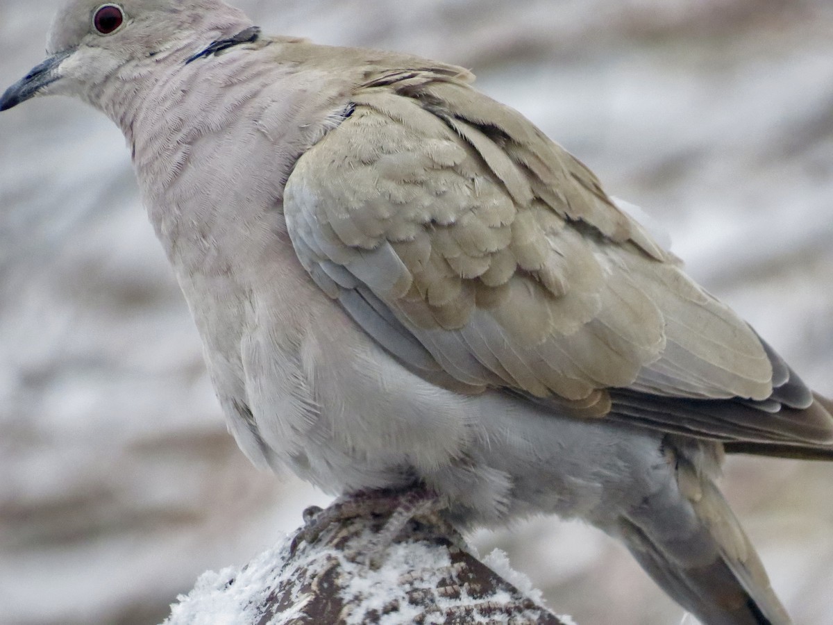 Eurasian Collared-Dove - ML83543741