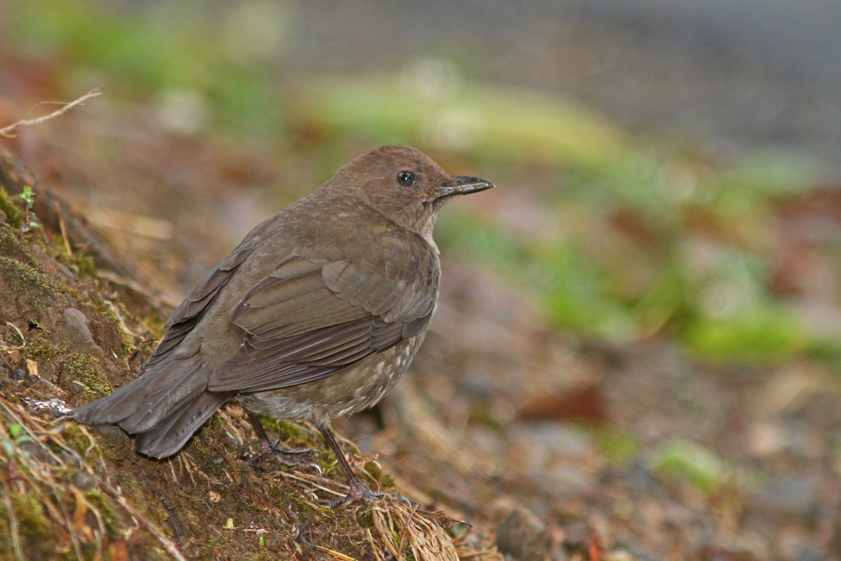 Mountain Thrush - ML83544921