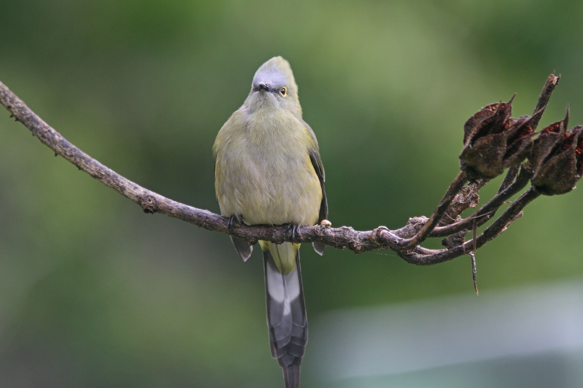 Long-tailed Silky-flycatcher - ML83545001