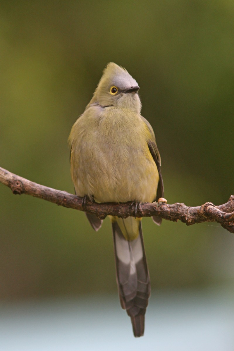 Long-tailed Silky-flycatcher - ML83545011