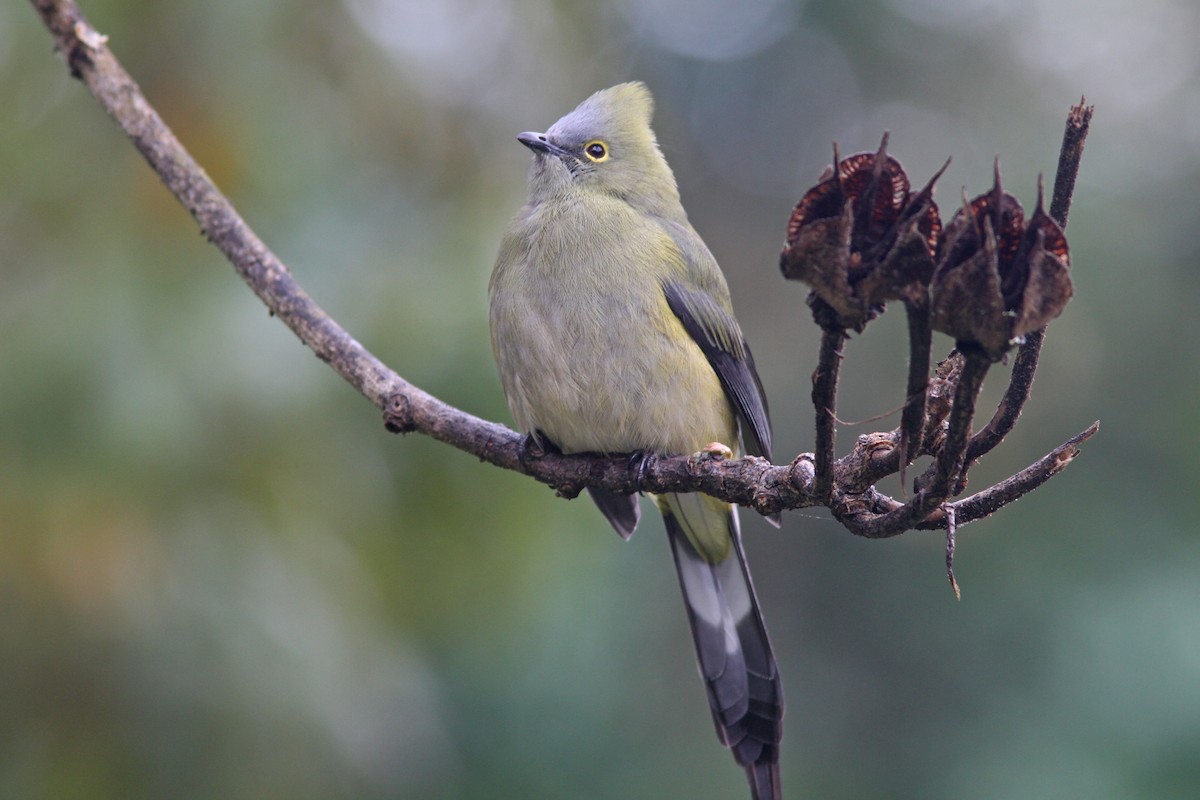 Long-tailed Silky-flycatcher - ML83545081