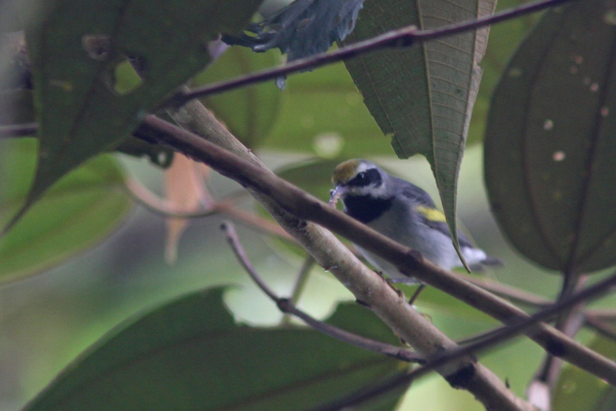 Paruline à ailes dorées - ML83545101