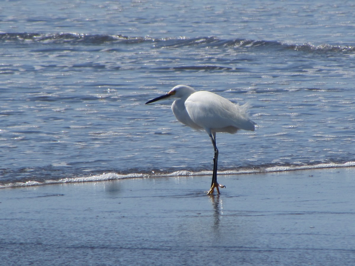 Snowy Egret - Mónica Pacas