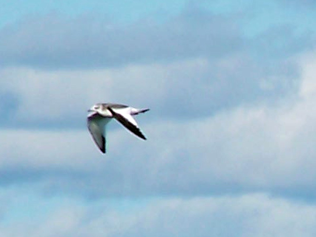 Sabine's Gull - Louis Imbeau