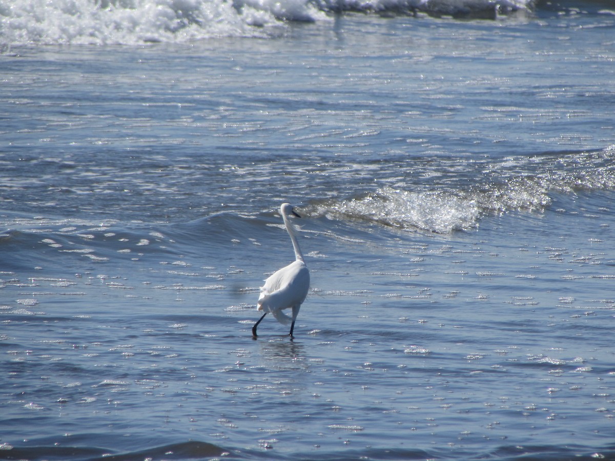 Snowy Egret - Mónica Pacas