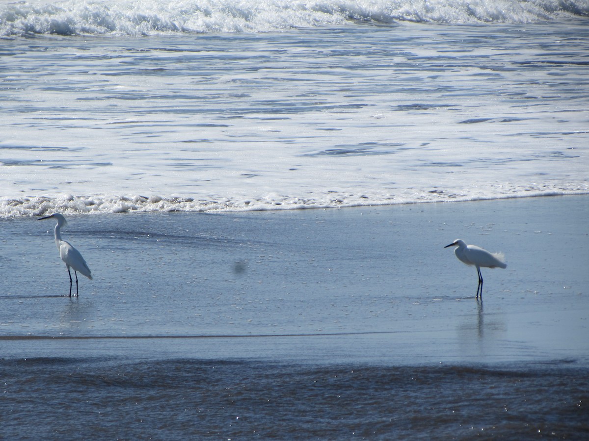 Snowy Egret - Mónica Pacas