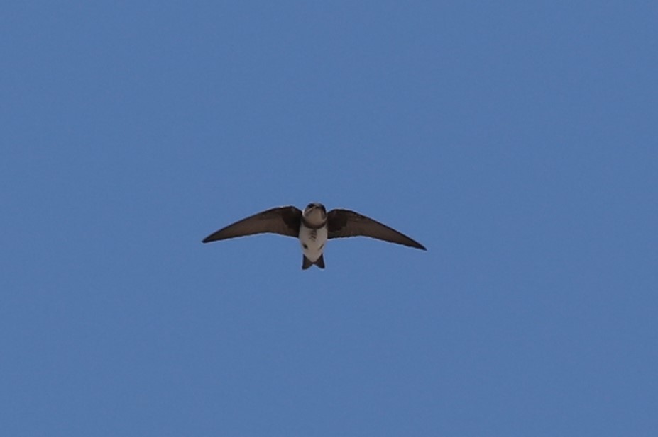 Brown-chested Martin - ML83548361
