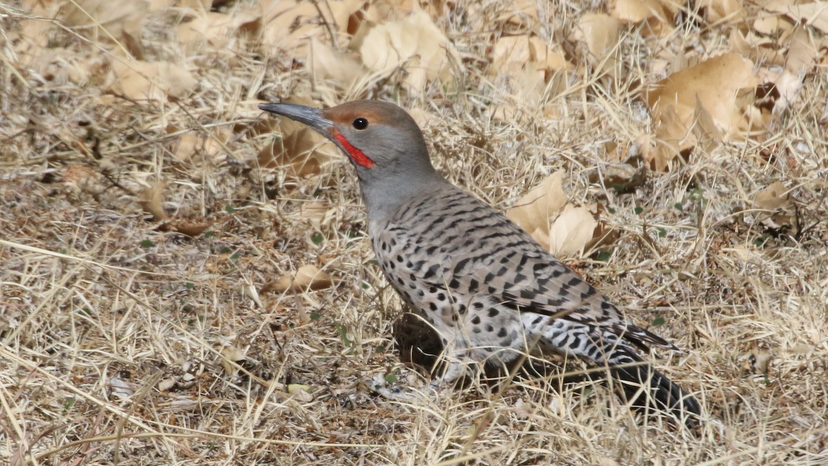 Northern Flicker (Red-shafted) - ML83548371