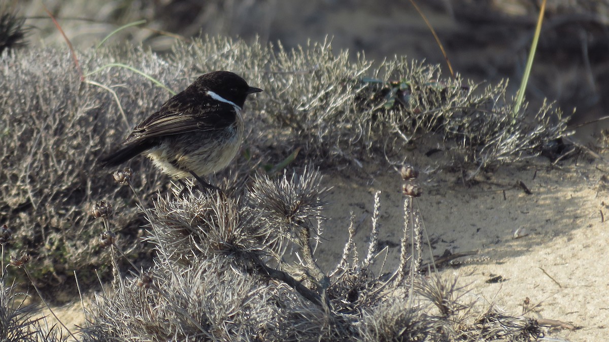 European Stonechat - Ricardo Salgueiro