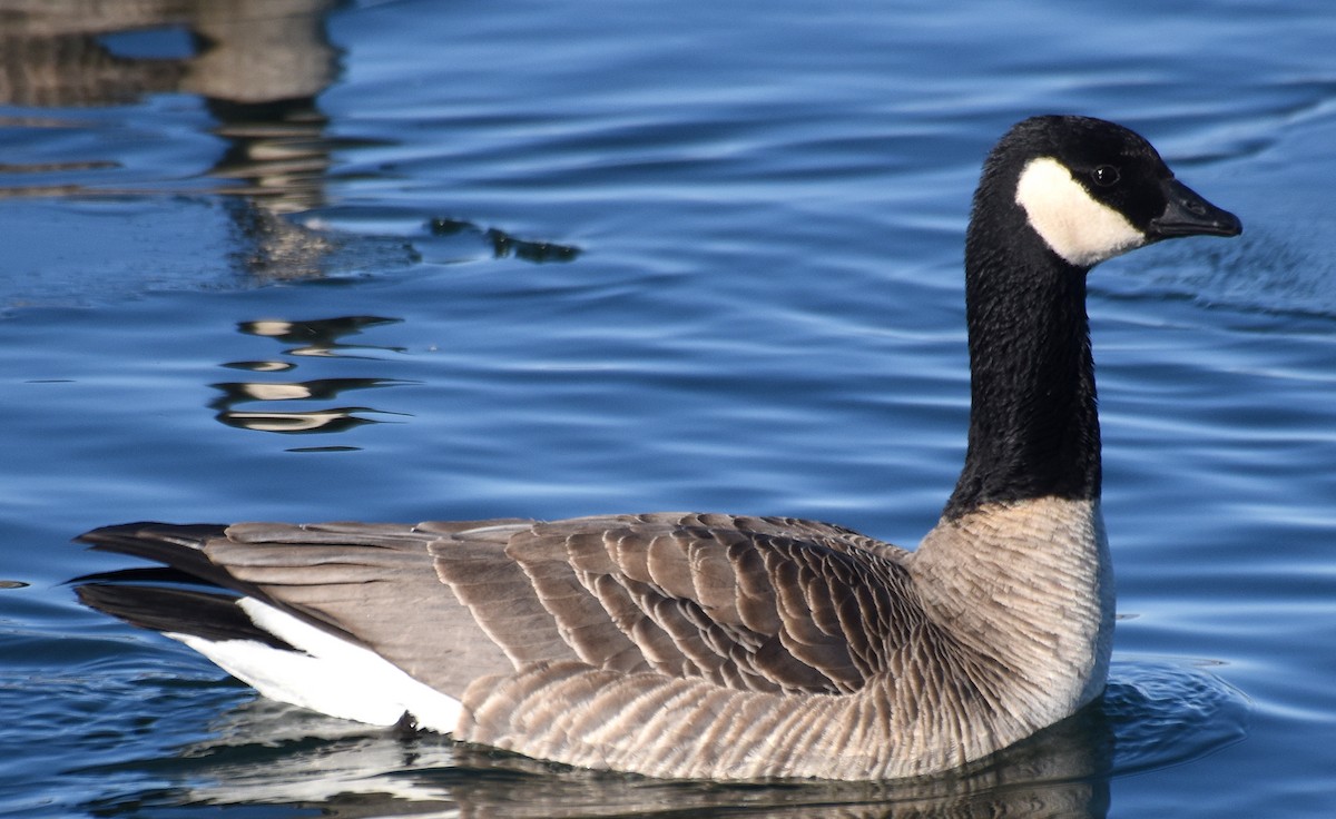 Cackling Goose - ML83548621