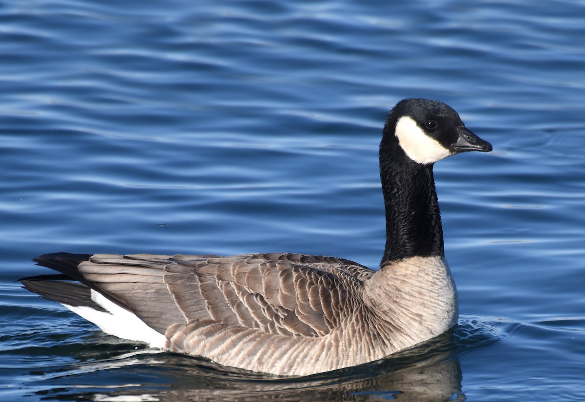 Cackling Goose - ML83548631