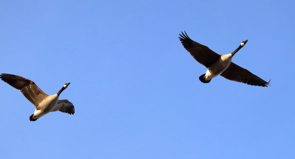 Canada Goose - ML83548761