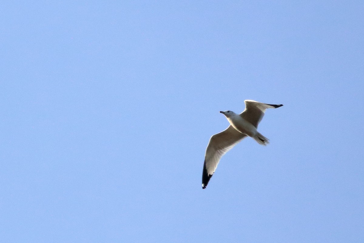 Ring-billed Gull - ML83548781