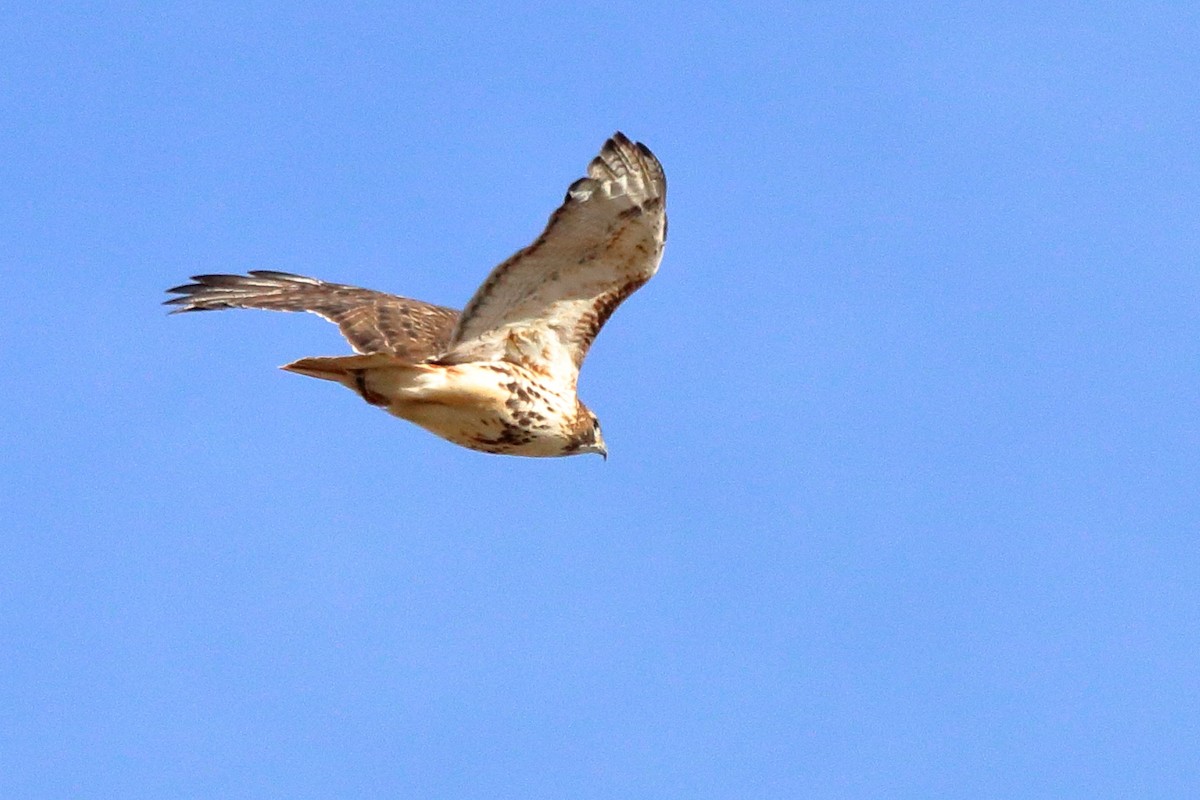 Red-tailed Hawk - ML83548841
