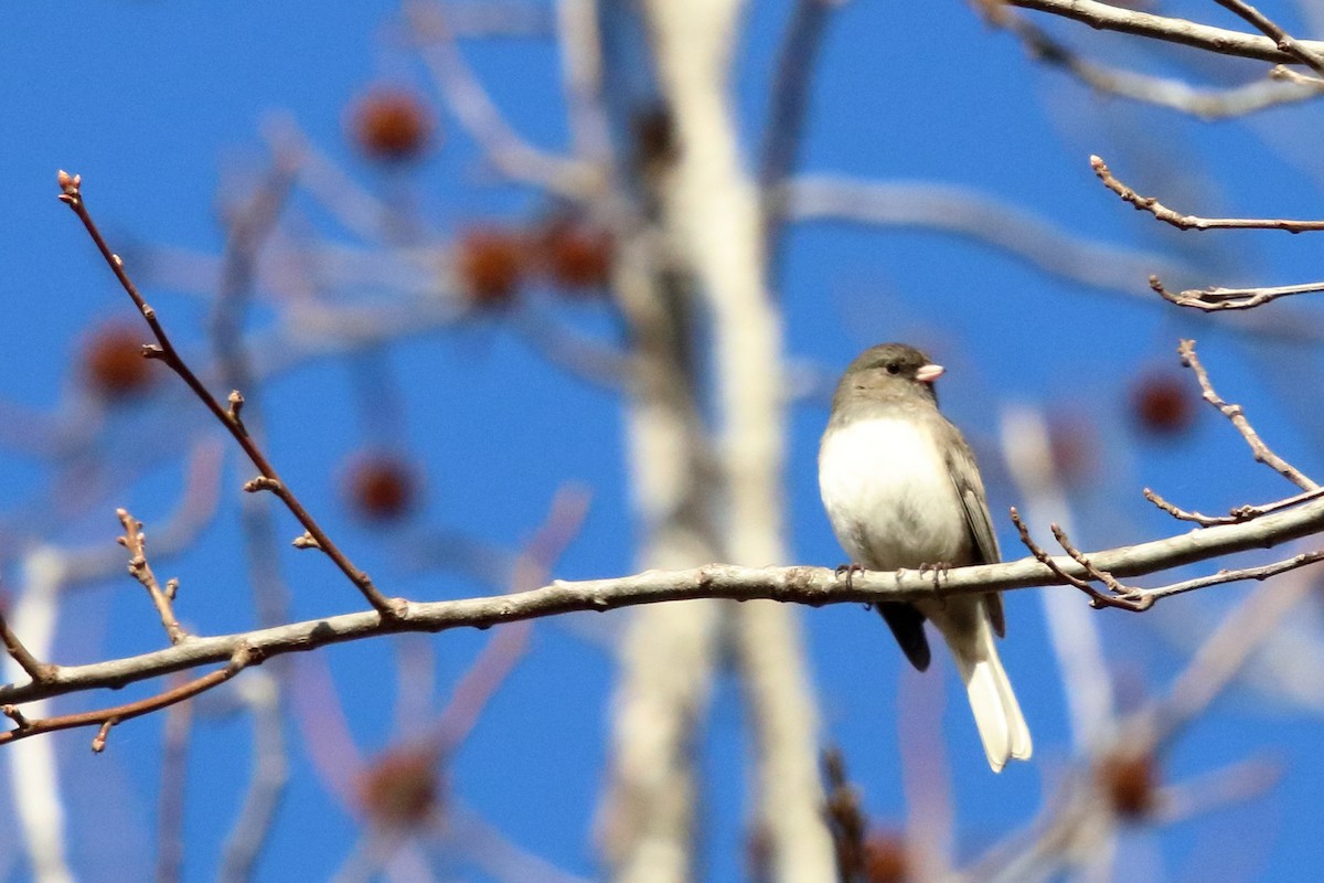 Dark-eyed Junco - ML83548901