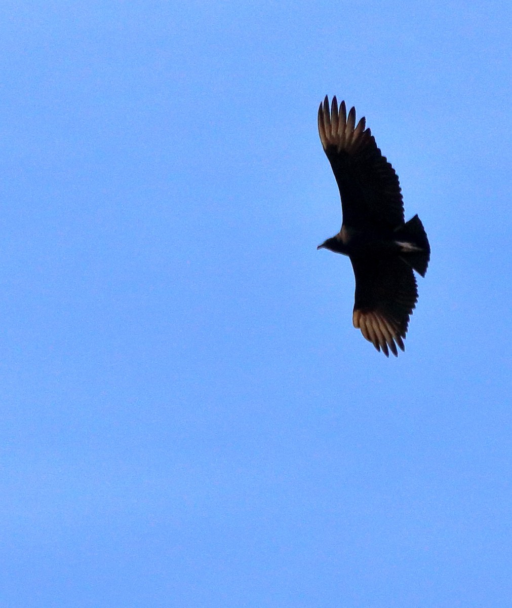 Black Vulture - ML83549031