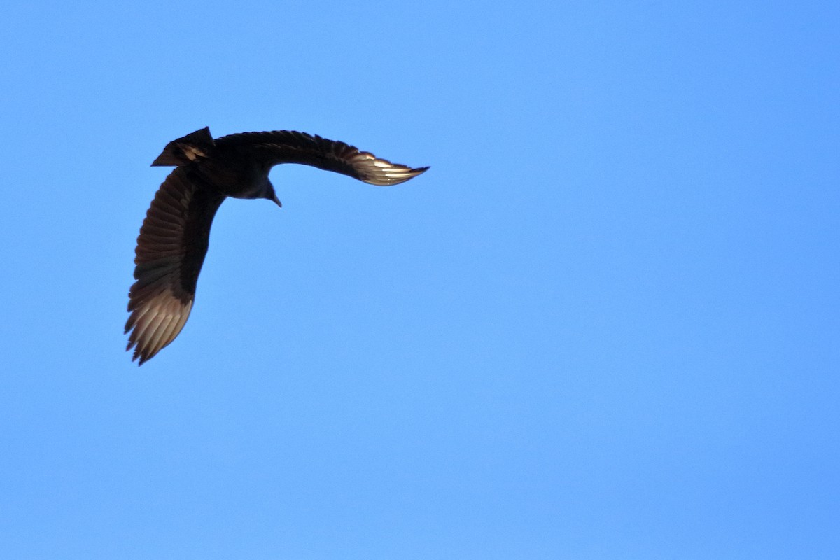 Black Vulture - ML83549051