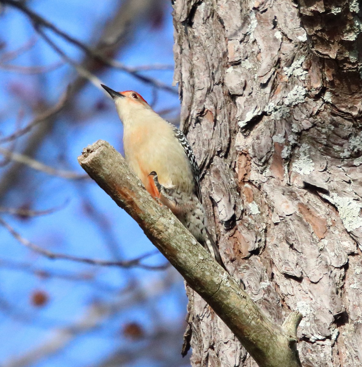 Red-bellied Woodpecker - ML83549151