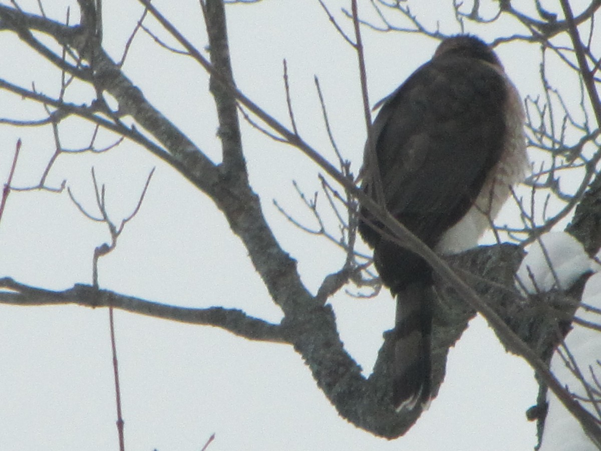 Cooper's Hawk - ML83549401