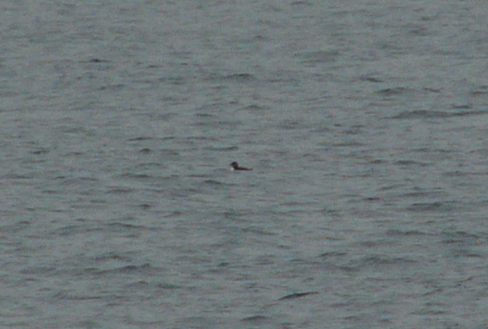 Lanperna-musu mokohoria - ML83550591