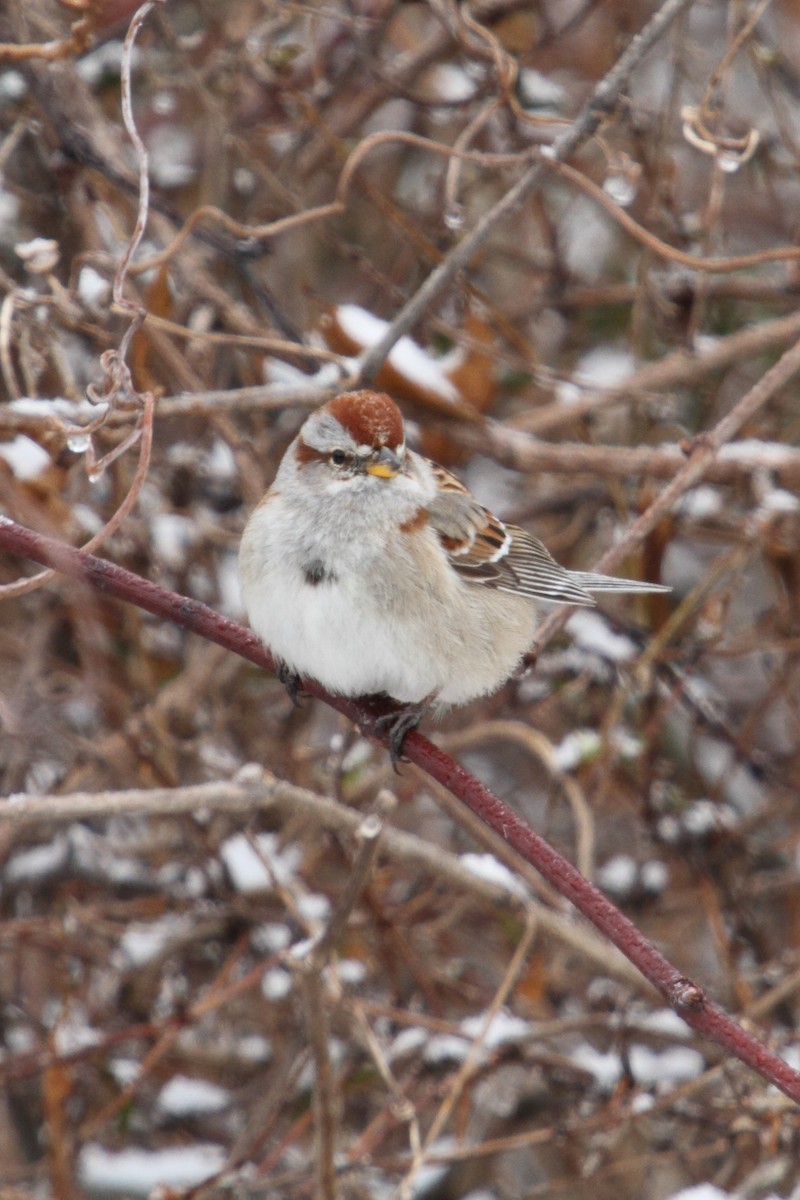 American Tree Sparrow - ML83551301