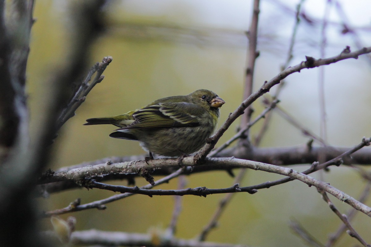 Antillean Siskin - ML83551501