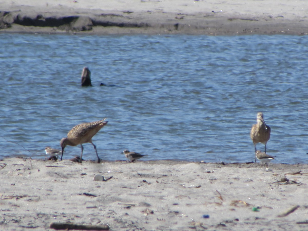 Whimbrel - Mónica Pacas