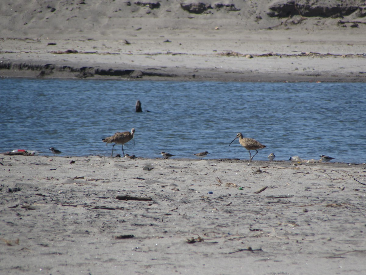 Long-billed Curlew - ML83552691