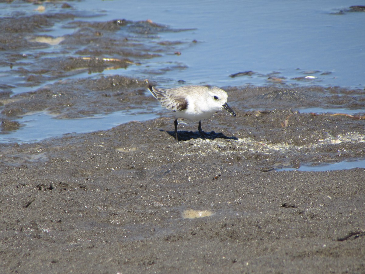 Sanderling - ML83552871