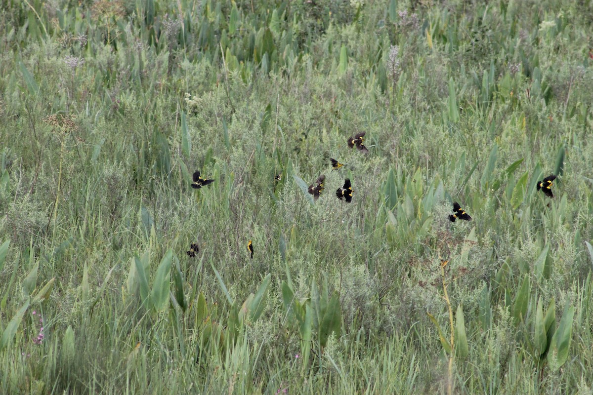 Saffron-cowled Blackbird - ML83553721