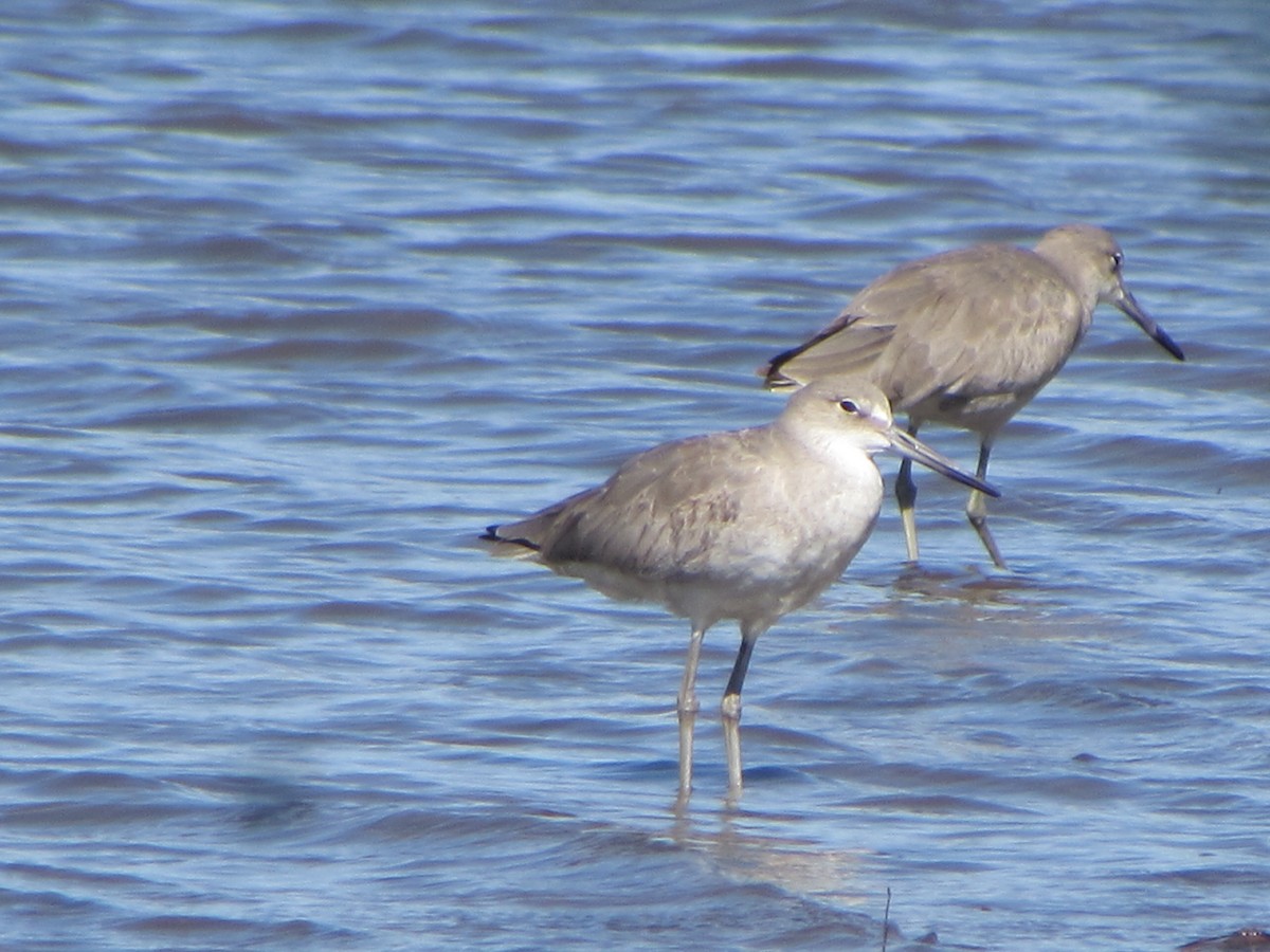 Willet - Mónica Pacas