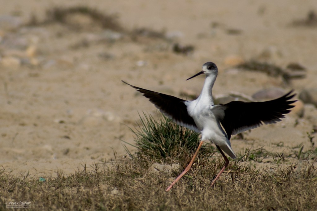 Black-winged Stilt - ML83554391