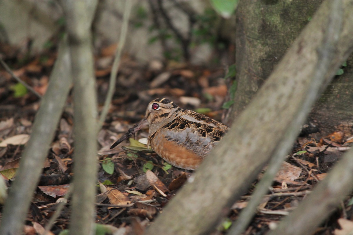 American Woodcock - ML83554701