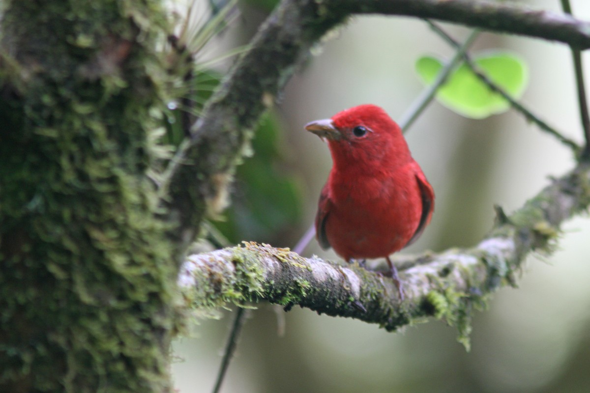 Summer Tanager - Larry Therrien