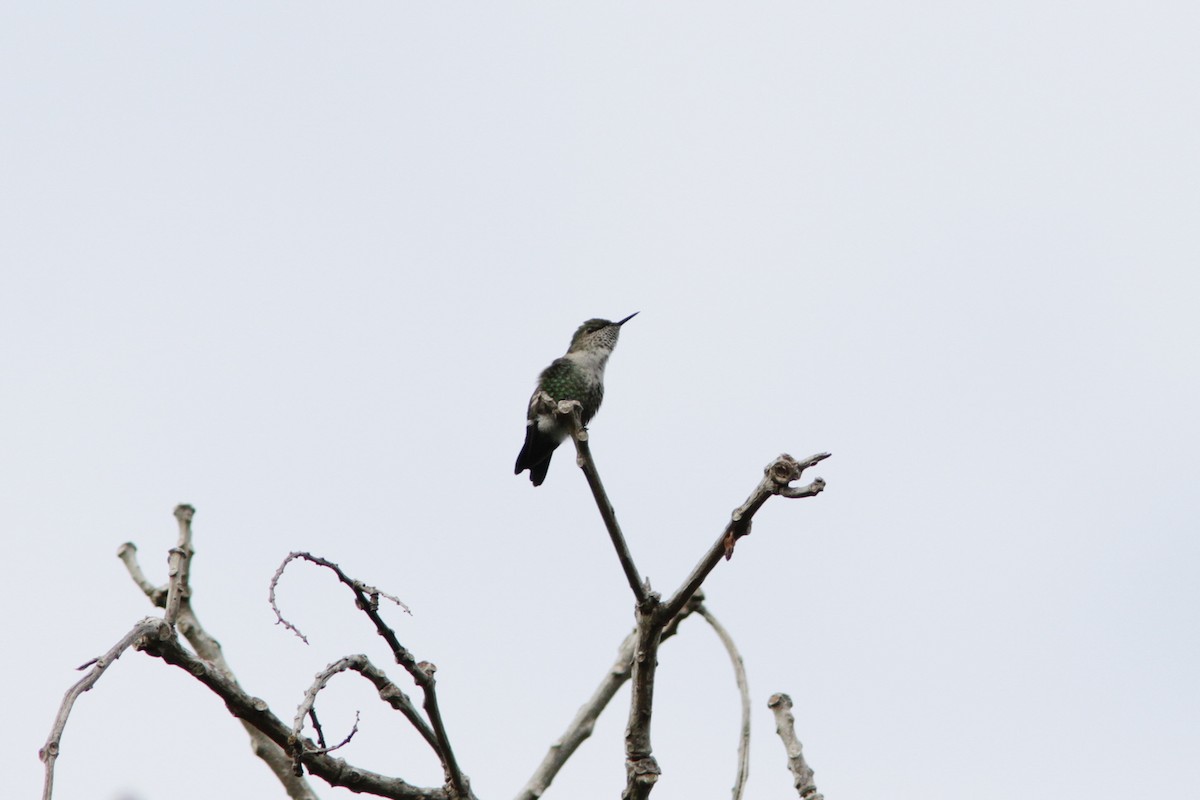 Vervain Hummingbird - ML83554911