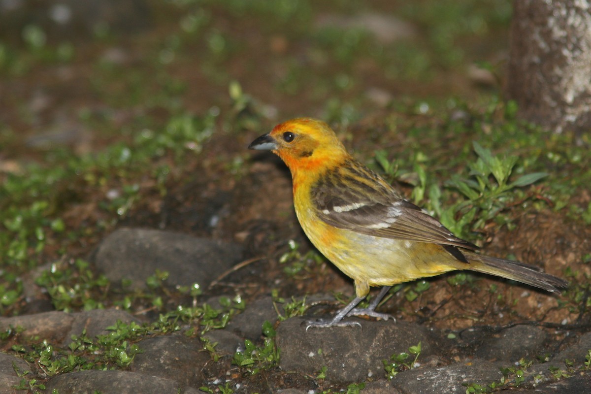 Flame-colored Tanager - Larry Therrien