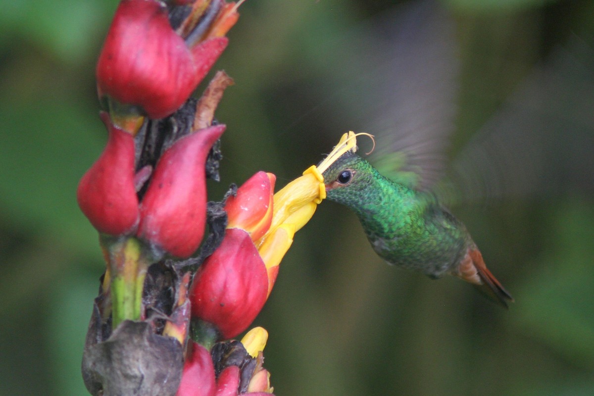 Rufous-tailed Hummingbird - ML83557591