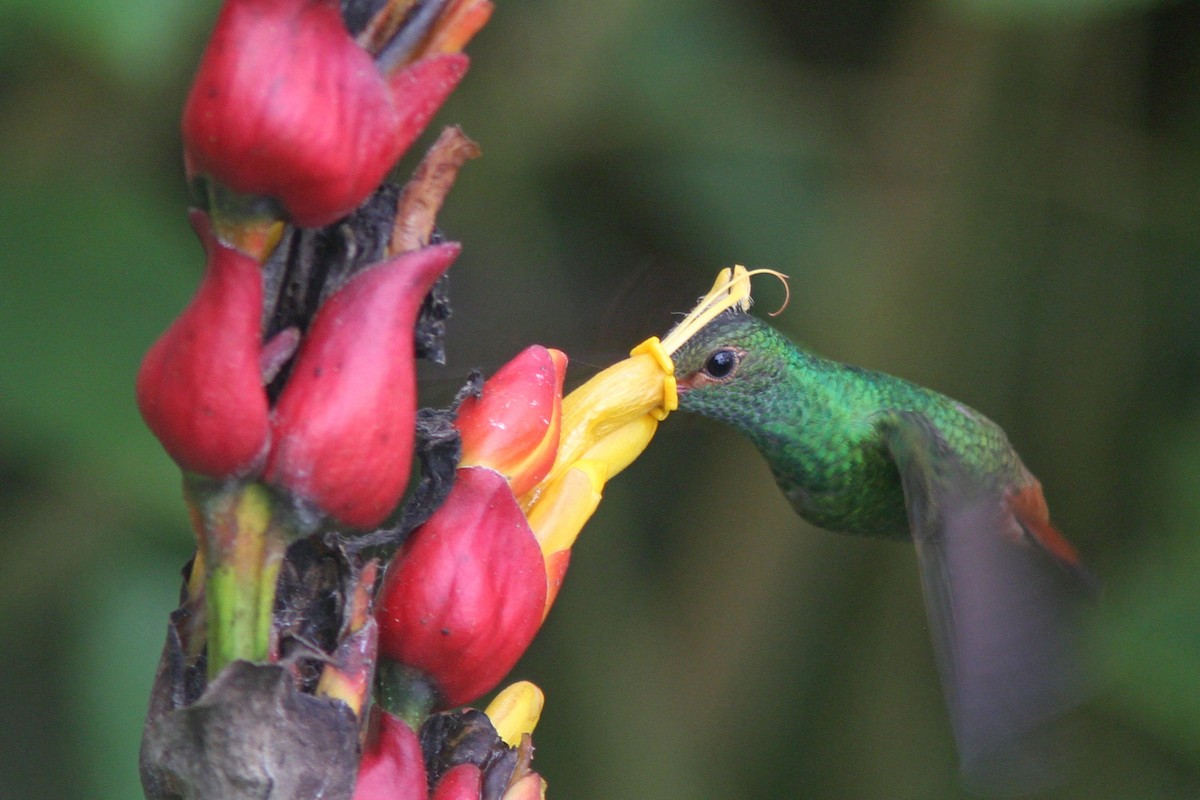 Rufous-tailed Hummingbird - ML83557601